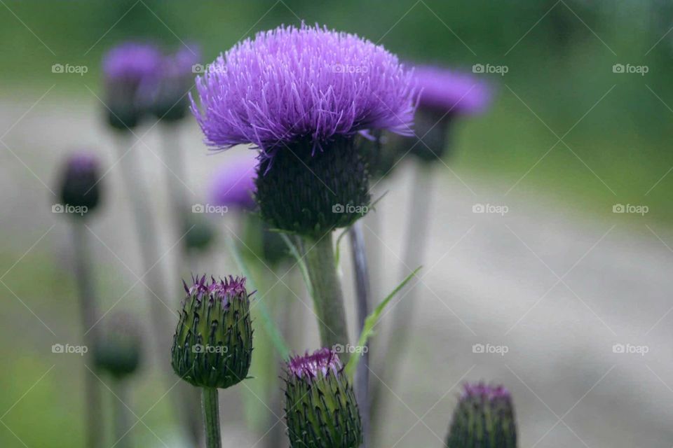 Purple flower like brush