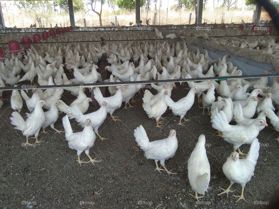 layer poultry birds farming