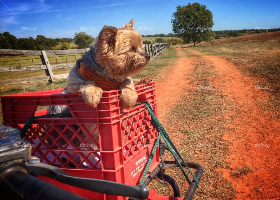 Yorkie in a milk crate on a four wheeler on a dirt road on a farm
