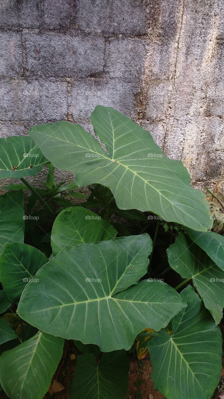 Taiobeiras acho que todos conhecem né