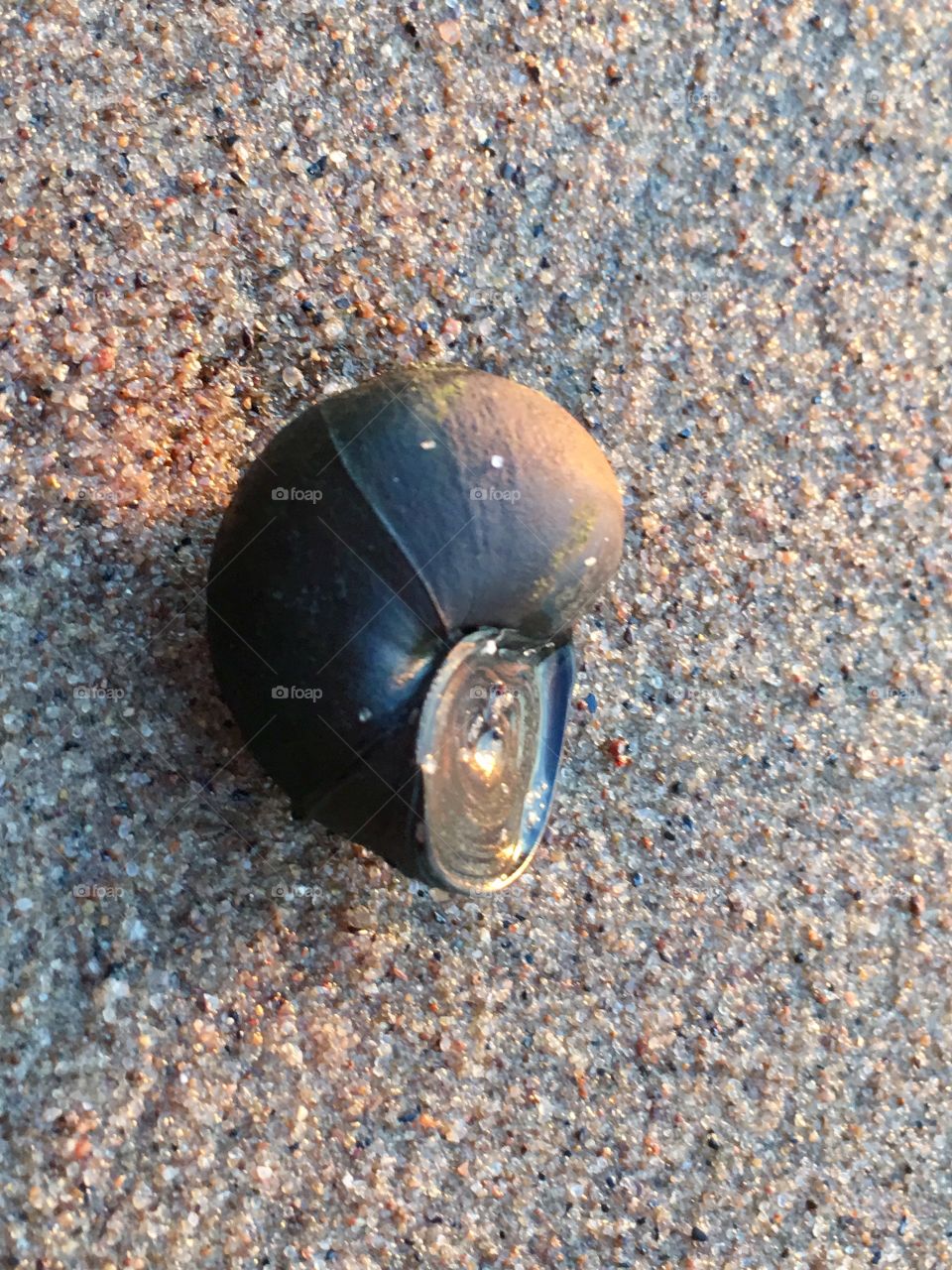 Closeup of live black fresh water shell on lakeshore beach