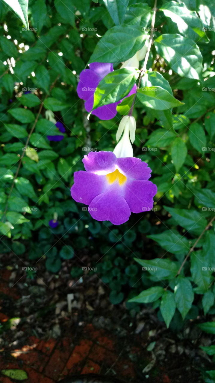 PURPLE FLOWER