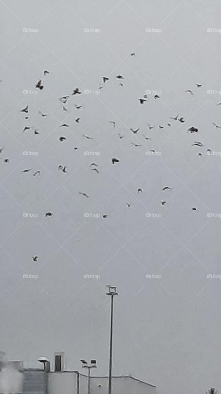 skyline and flying birds in afternoon of a gray December day