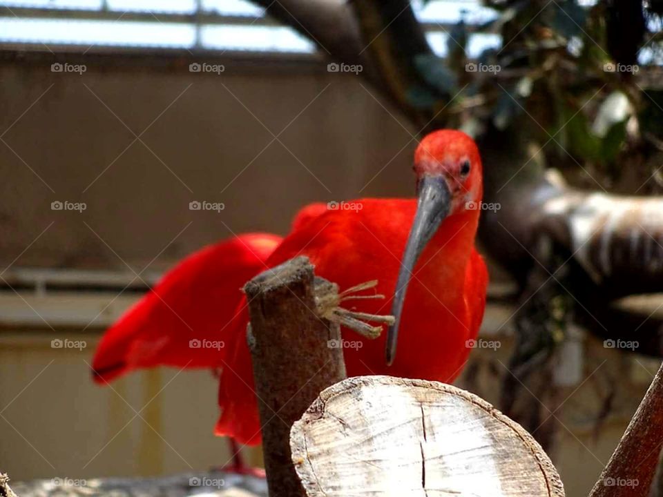 Red Bird