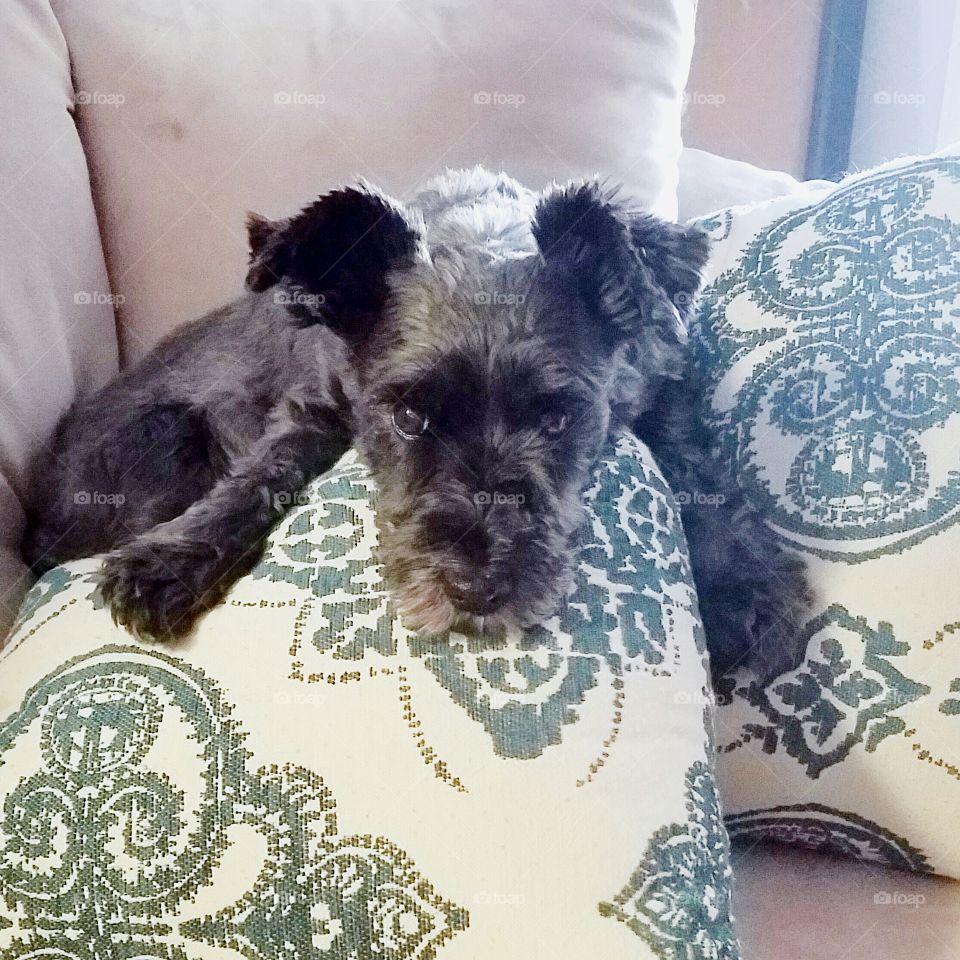 Lazy Schnoodle