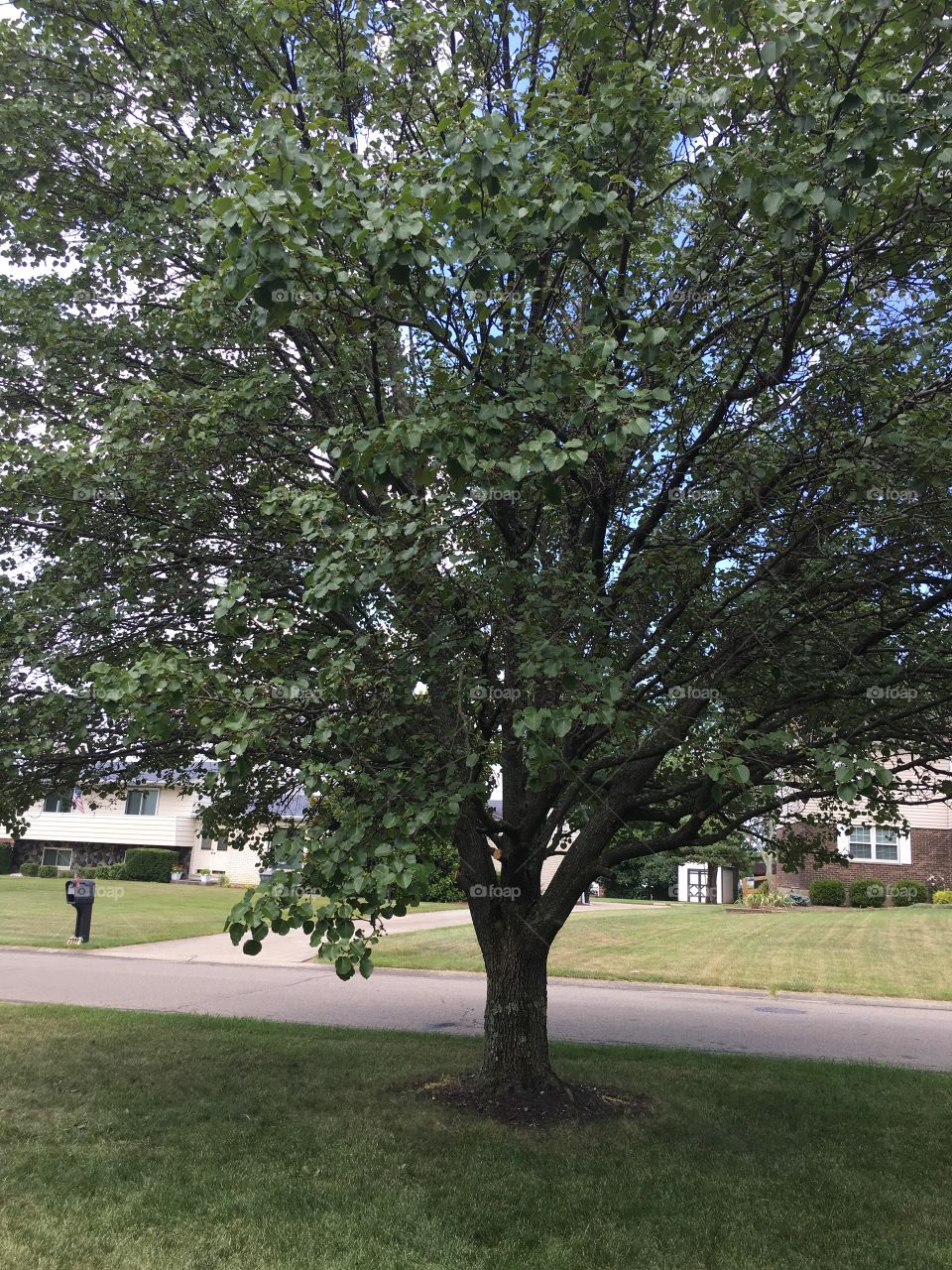 Front tree 