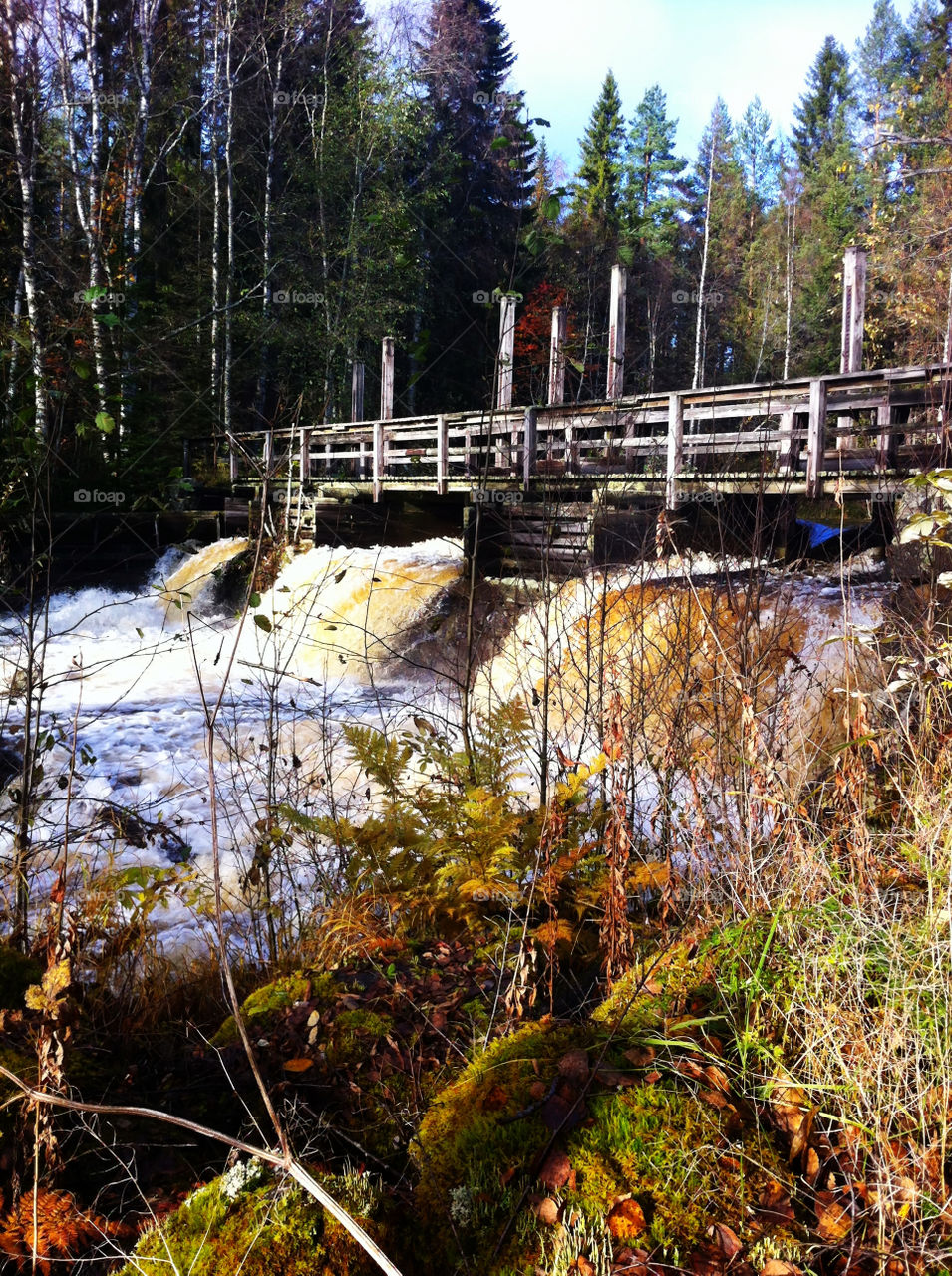 water autumn träd bridge by ka71