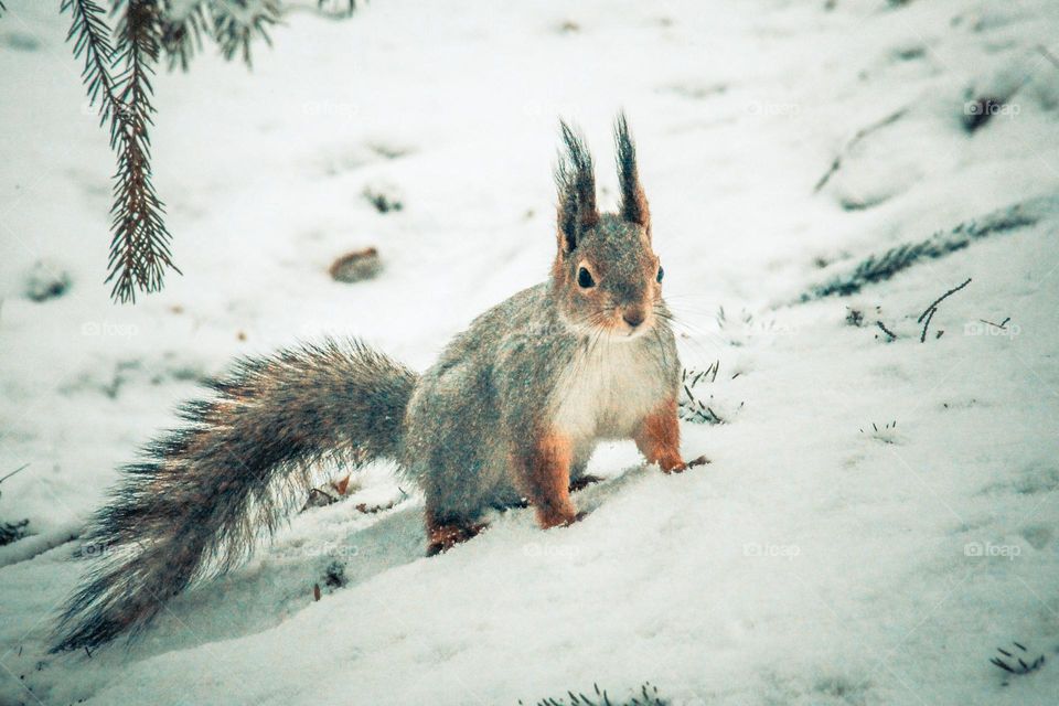 Squirrel beauty