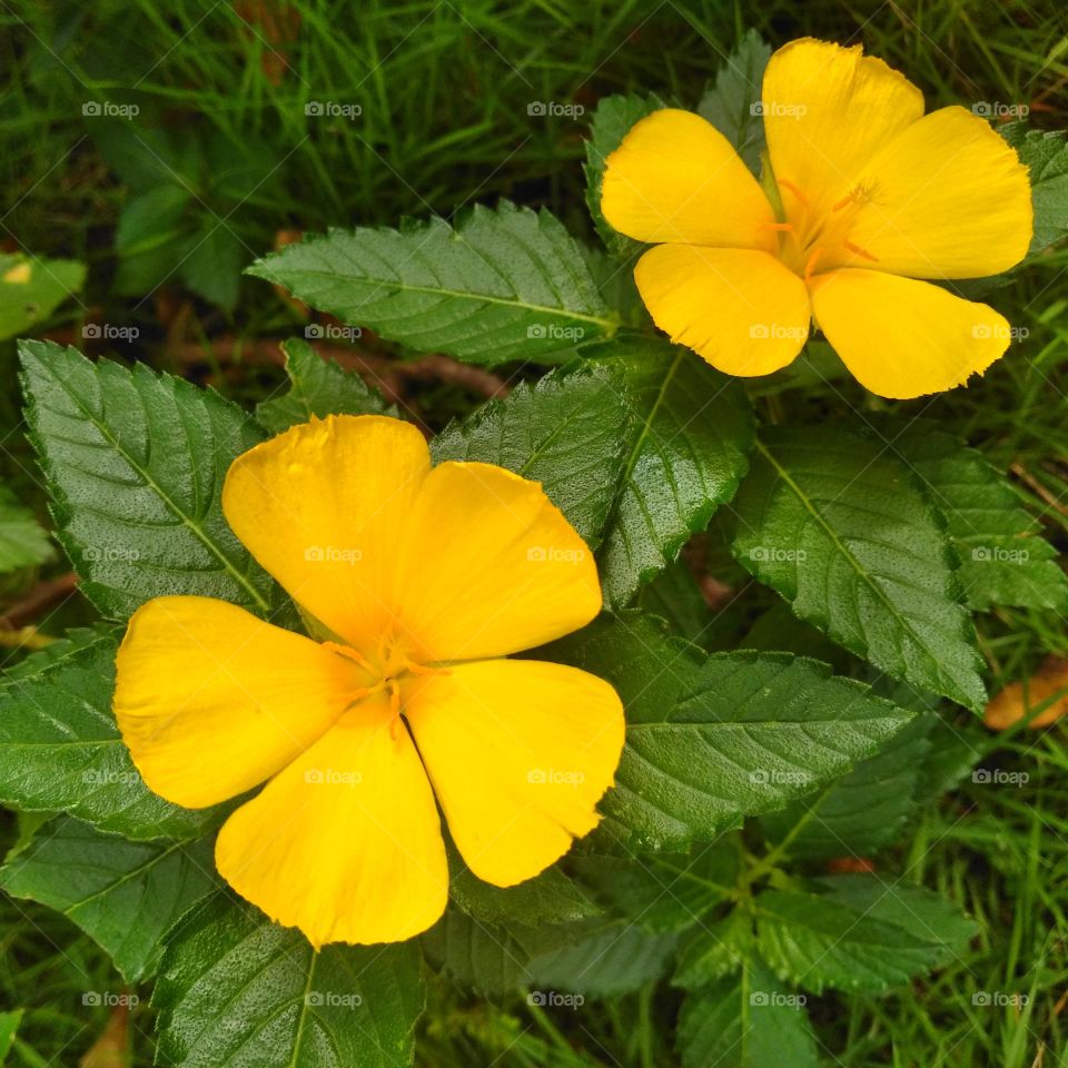 Yellow flower on the garden