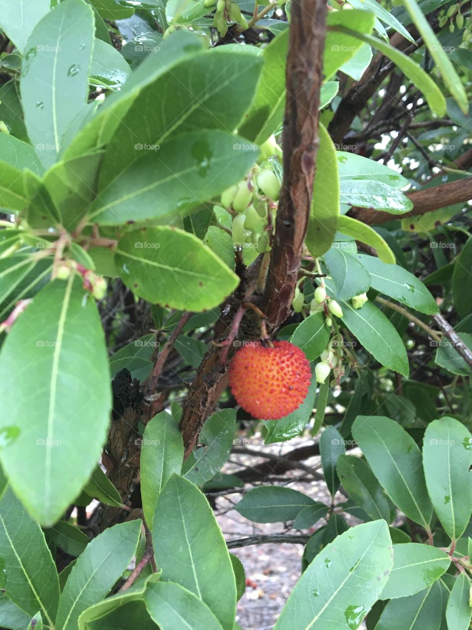 Arbutus or strawberry tree with fruit