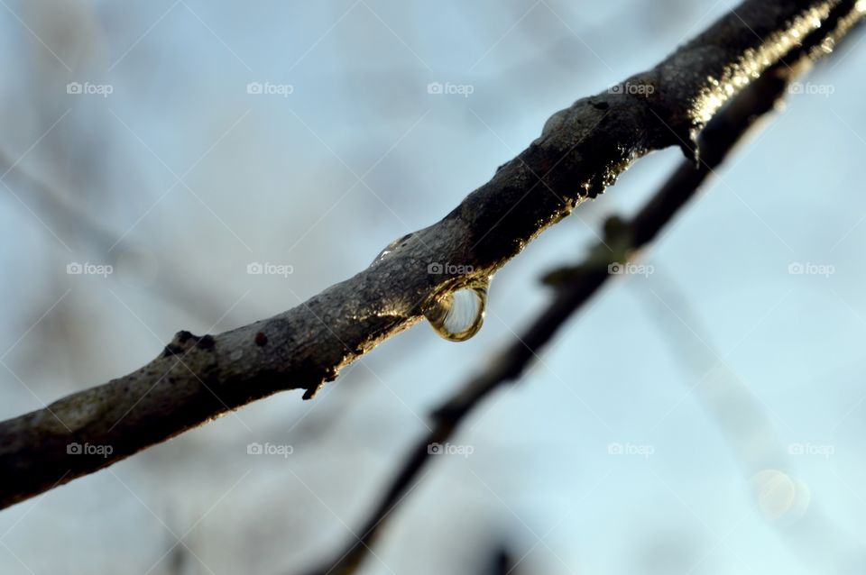 Water droplet hanging from a branch in winter 