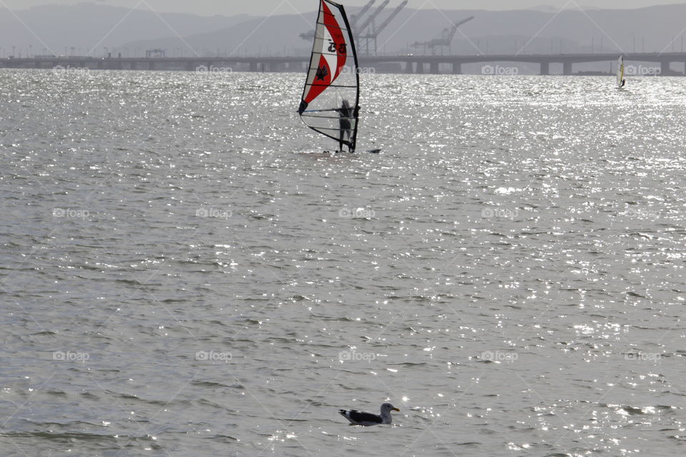 Windsurfer