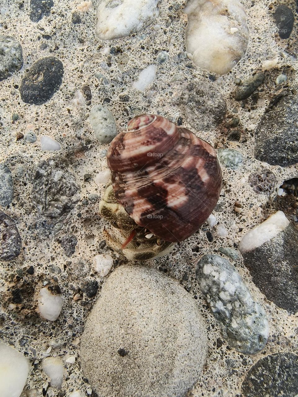 Hermit Crab in Chenggong Township, Taitung County