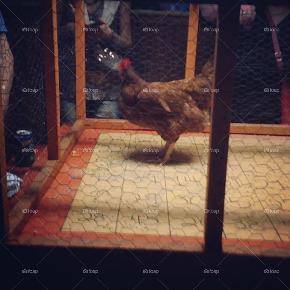 Chicken shit bingo 