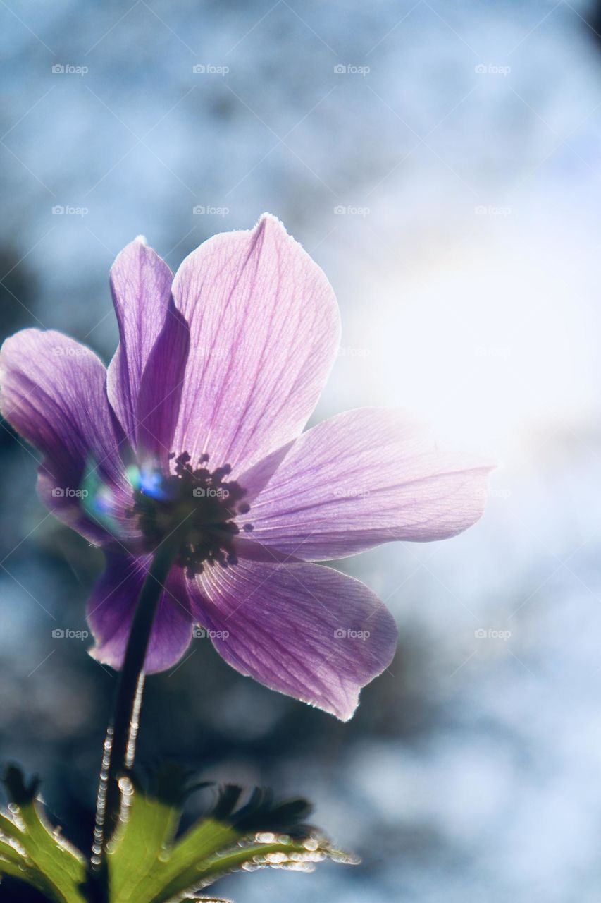 Purple anemone In the sun rays 