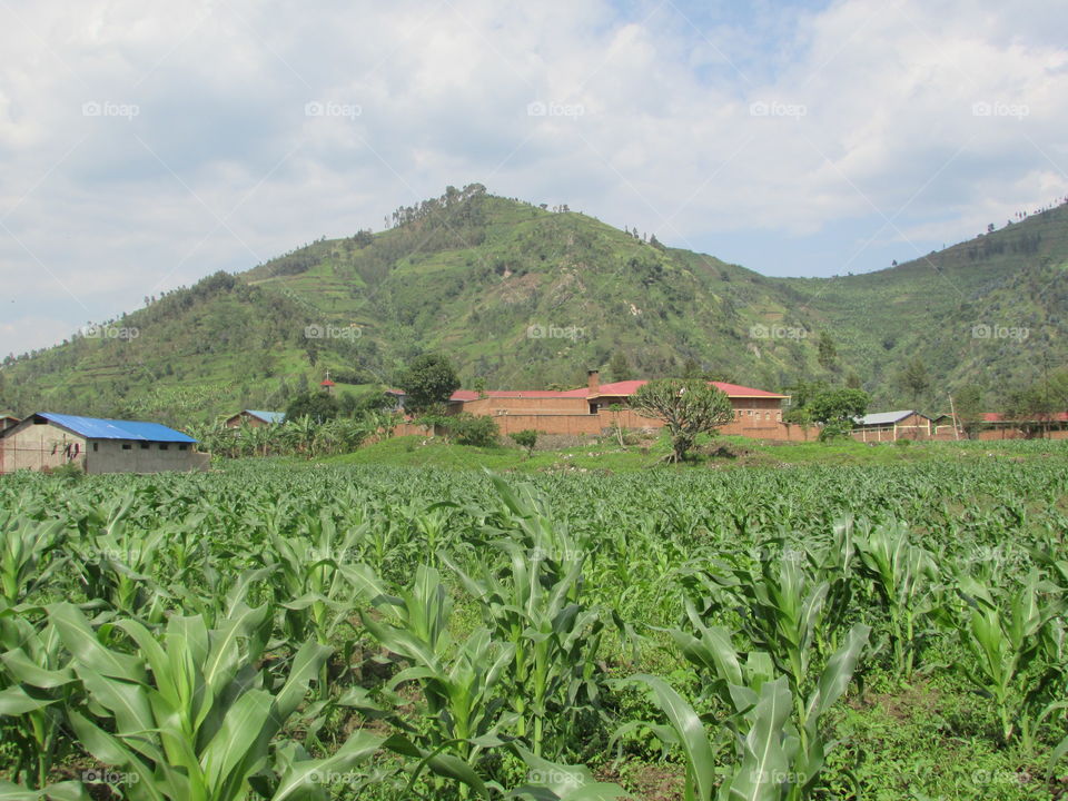 maize plantation under Rubavu