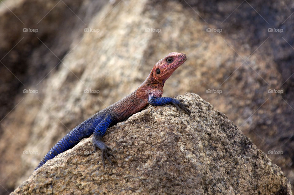 A blue and red Lizard in Tanzania.