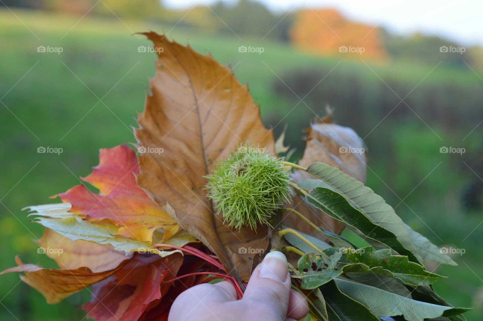 autumn colors