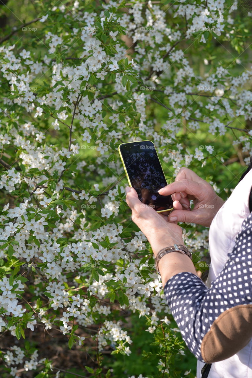 smartphone in the female hands take pictures spring flowers in the park