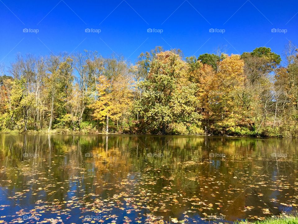 River in fall. River in fall