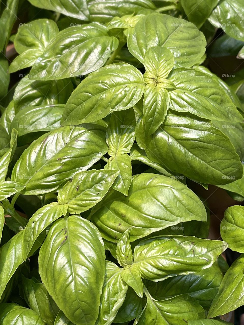 Green shiny healthy plants and leaves of basil, Italian cuisine herbs and spices, basil cultivation, basil market stand 