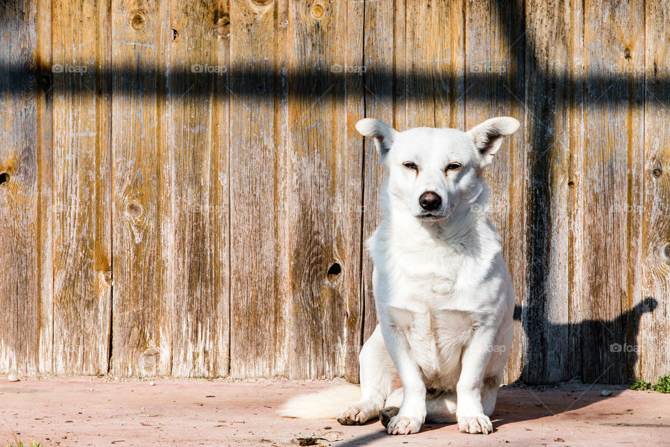 White Small Dog In Front Of Wooden Background
