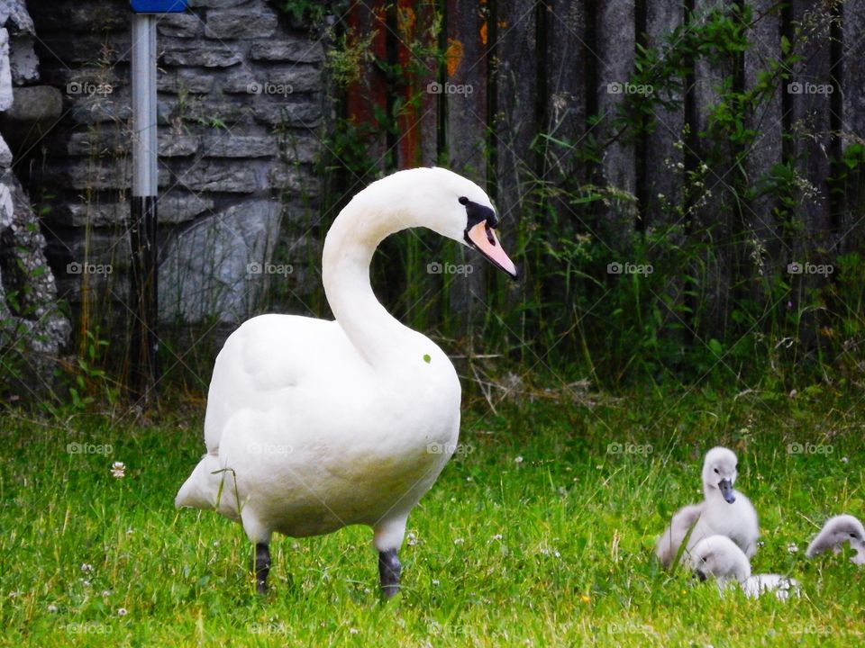 Schwan und baby