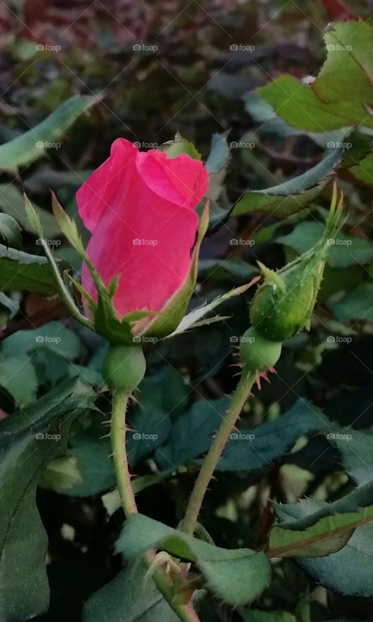 Rosebud