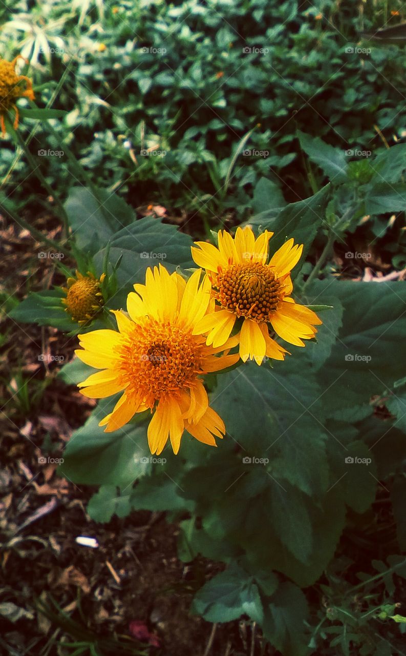 Two vibrant yellow beautiful wildflower
in garden in sunny day