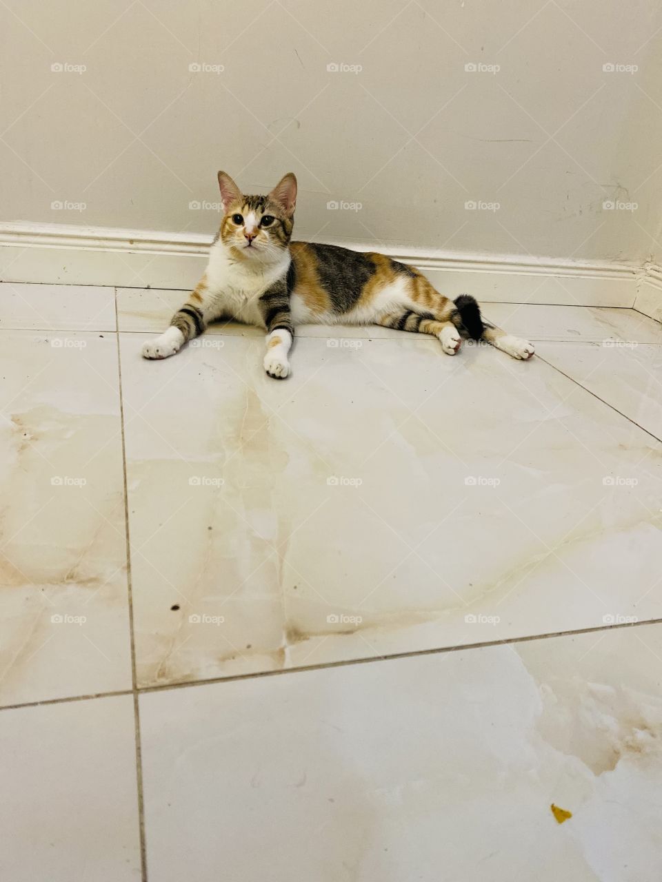 Amazing photo with angry cat 😾