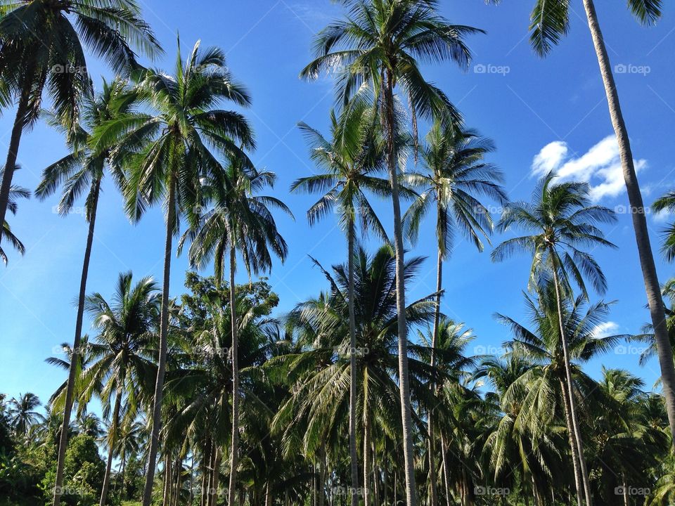 Low angle view of palm trees