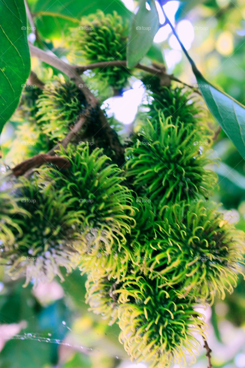It looks green and raw, the characteristics of the fruit are hairy, but it tastes sweet when it's ripe, this rambutan fruit
