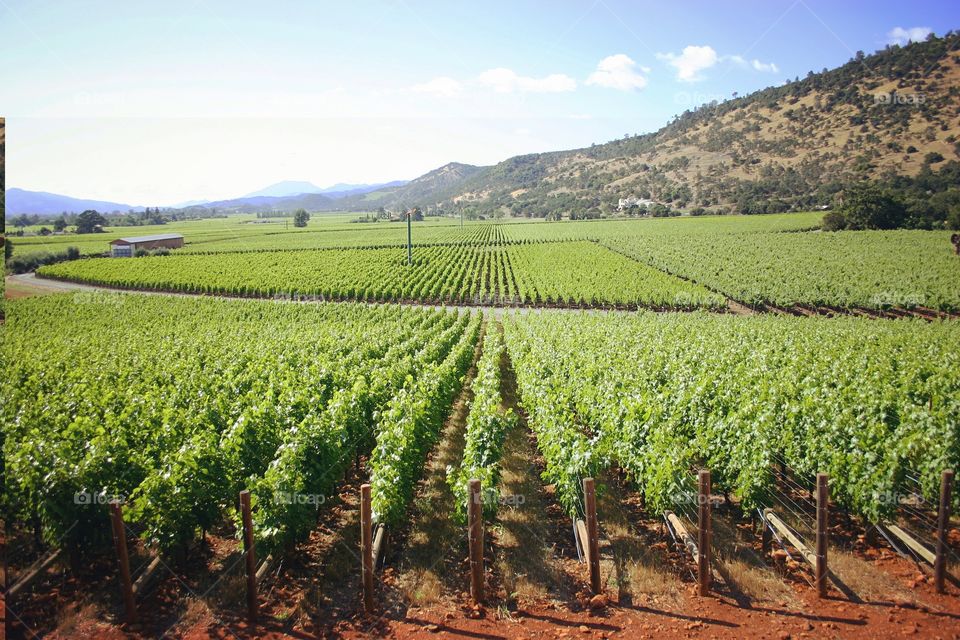 Row of vineyard in napa valley