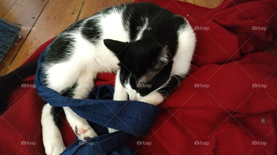 An adorable young cat all tied up after having fallen asleep playing with a strip of fabric