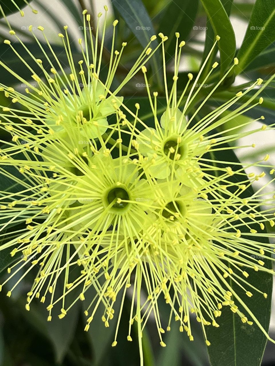 A beautiful Eucalyptus flower in a home garden. Nature displays its beauty and wonders through plants.