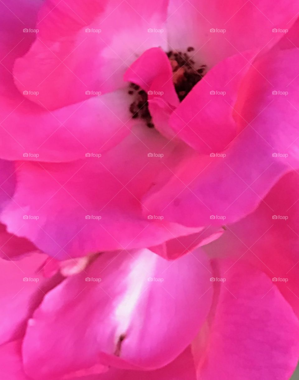 Close up of the center of a bright pink rose 