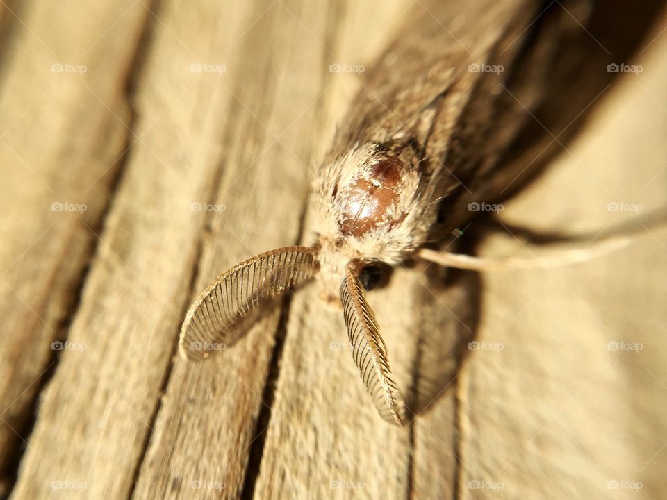A macro closeup of a moth