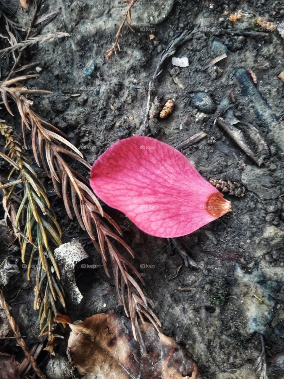 spring flower day outdoor
