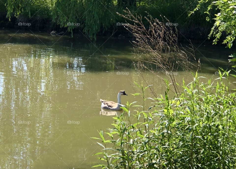 Chinese Gray Goose