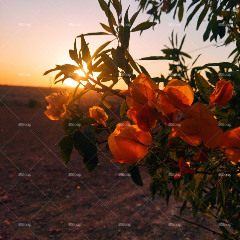 Splendid sunset behind the flowers