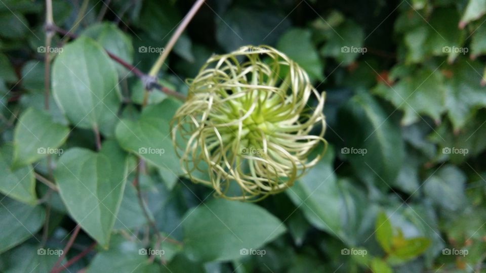 Leaf, No Person, Nature, Flora, Flower
