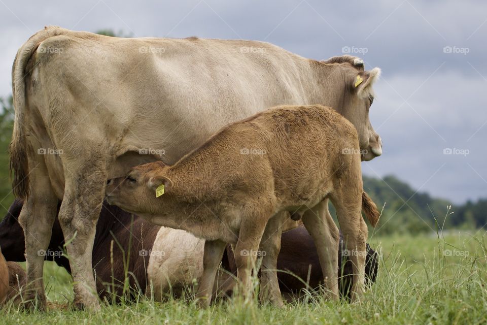 Calf Drinks Milk From His Mother