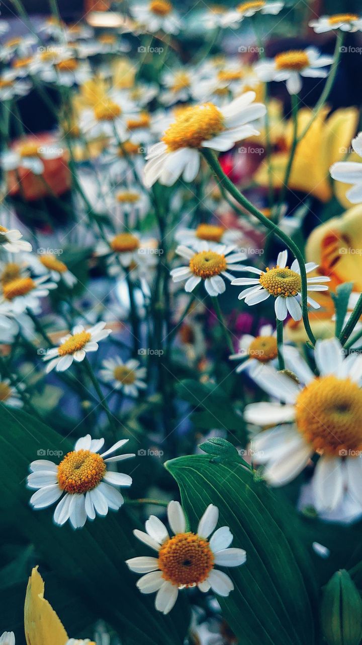 wild daisies