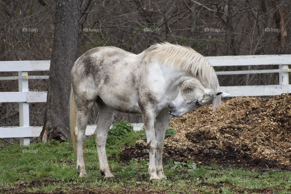 Majestic Horses