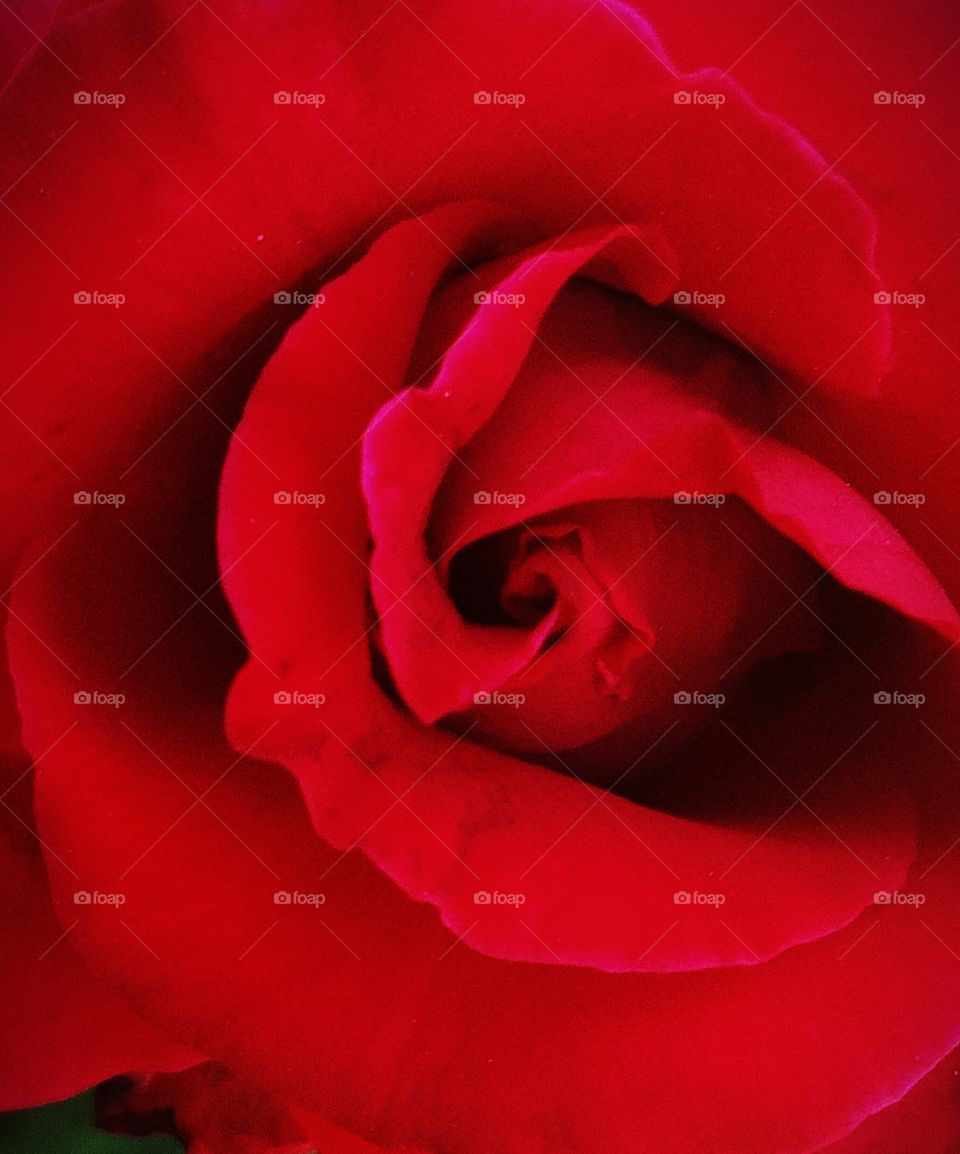 beautiful red rose flower background