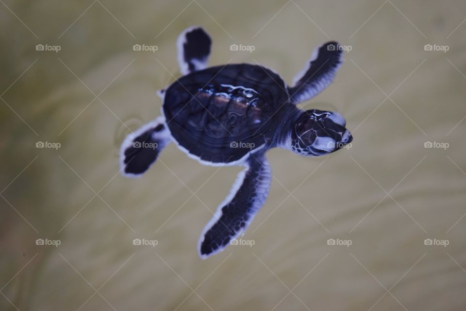 This is a tiny little baby seaturtle. I went to this shelter for disabled turtles and they also had a group of baby turtles.