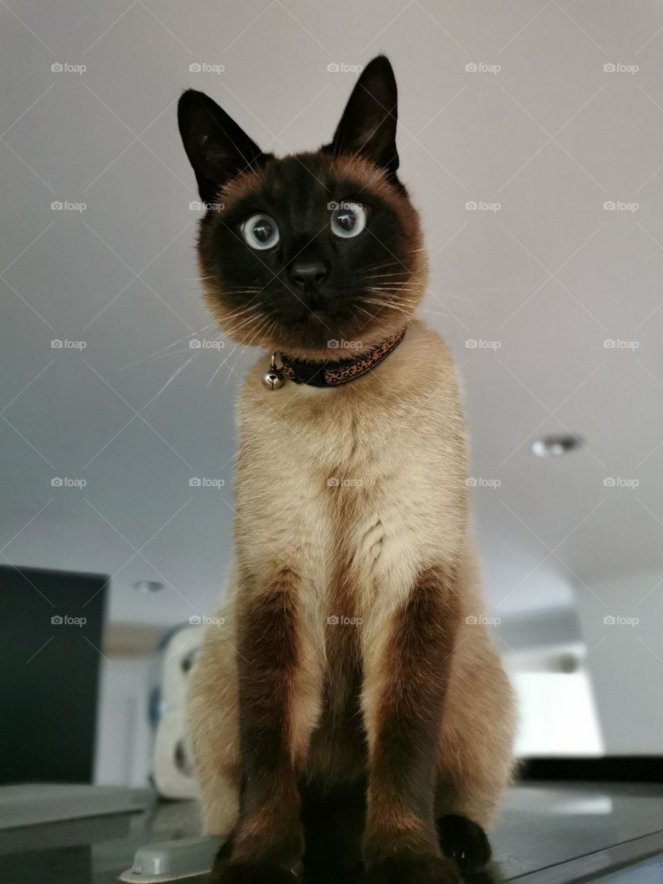 Siamese cat