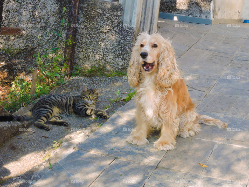Portrait of Dog and Cat