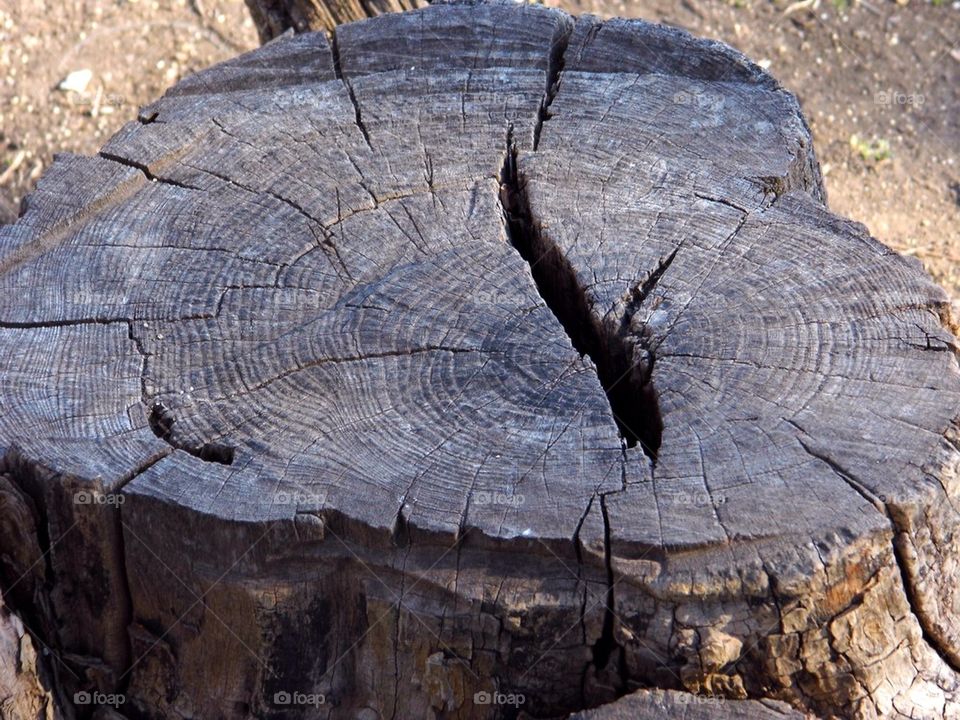 tree stump 