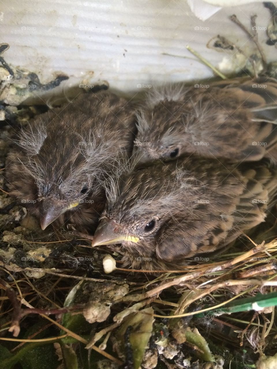 Bird, Nature, Wildlife, Nest, Animal